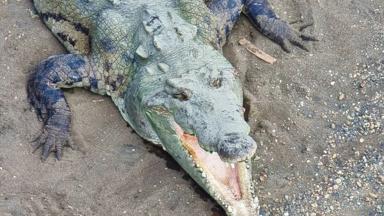 costa rica_puntarenas_tarcoles_krokodil_dier_f