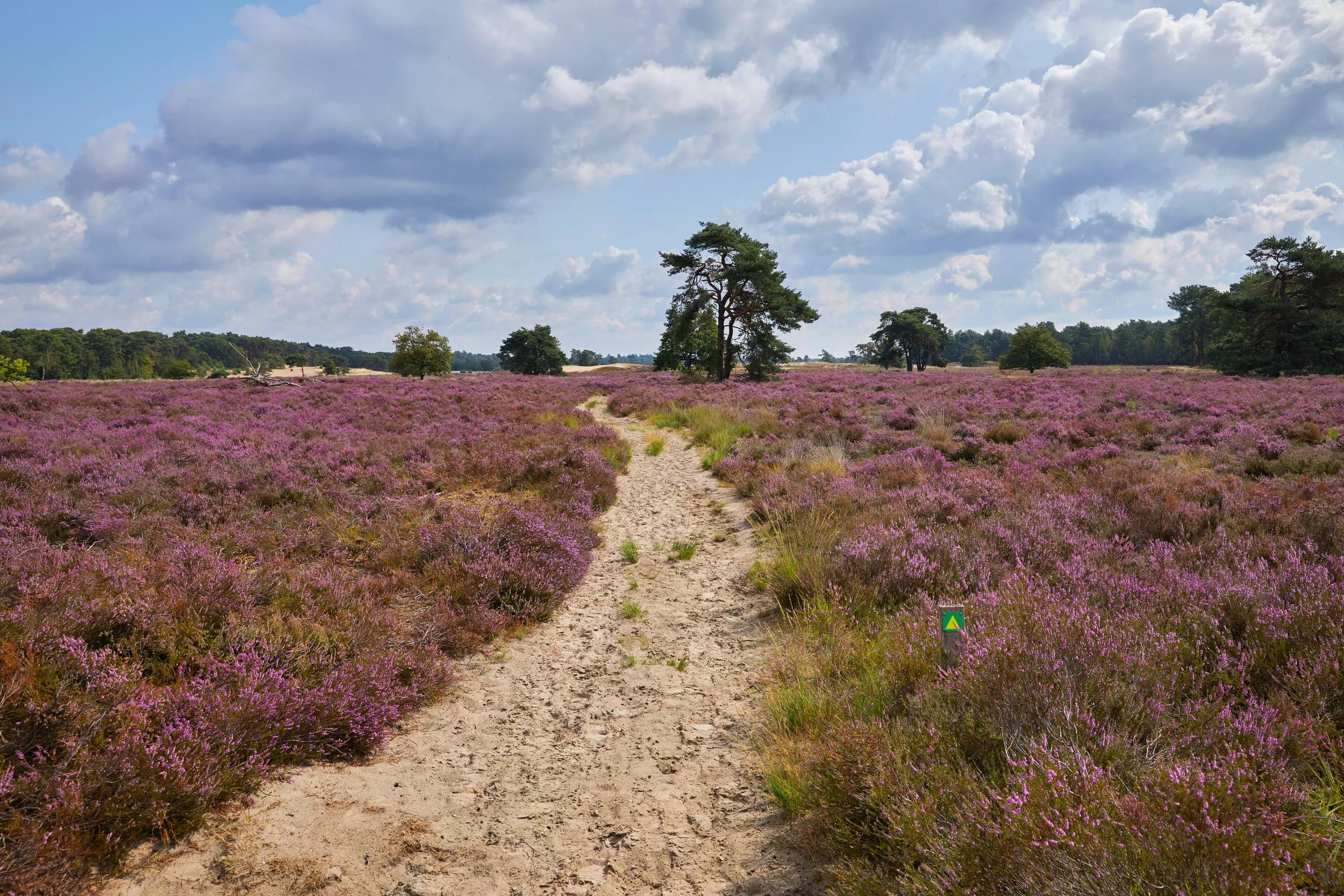 3-daags arrangement Drunense Duinen - Guesthouse Hotel Kaatsheuvel