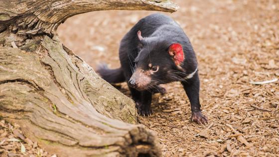 australie_tasmanie_algemeen_dier_tasmanian-devil_tasmaanse-duivel