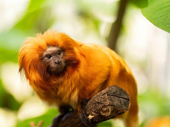 Impressie van ZooParc Overloon