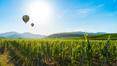 frankrijk_elzas_haut-rhin_comar_wijngaard_luchtballon_wijnstok_zon_heuvel_berg_getty