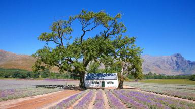 zuid-afrika_west-kaap_stellenbosch_huis_boom_b