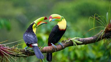 costa rica_algemeen_jungle_zwavelborsttoekan_GettyImages-1320024452