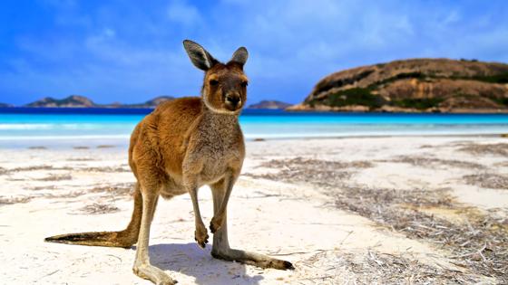 australie_west-australie_lucky-bay_strand_kangoeroe_gettyimages