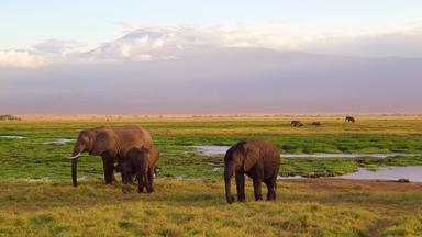 kenia_amboseli-nationaal-park_olifantenfamilie_olifant_familie_uitzicht_kilimanjaro_savanne_landenpagina-header_pixabay.jpg