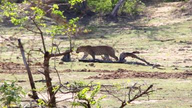 sri lanka_yala national park_dieren_luipaard_2_f