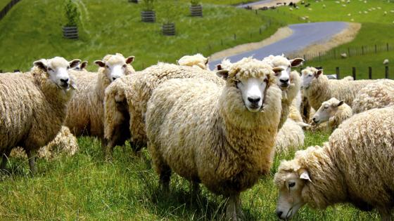 nieuw-zeeland_algemeen_schapen_heuvels_groen_b