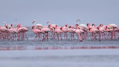 namibie_walvisbaai_flamingo_plas_vogels_dieren_shutterstock