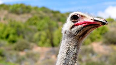 zuid-afrika_west-kaap_oudtshoorn_struisvogel_w