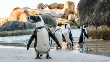 zuid-afrika_west-kaap_kaapstad_boulders-beach_kolonie_zwartvoetpinguïn_shutterstock_536896912