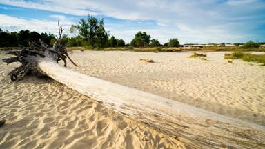 nederland_noord-brabant_loonse-en-drunense-duinen_zand_boomstam_GettyImages-1039692470