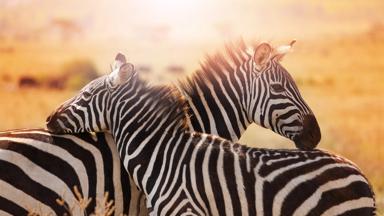namibie_etosha-national-park_zebra_close-up_b