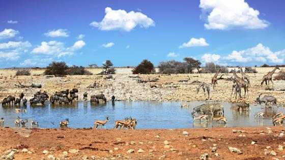 namibie_etosha-national-park_drinkplaats_zebra_springbok_giraffe_gnoe_kudu_waterhole5_b (1)