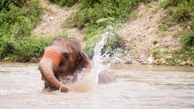 thailand_chiang-mai_elephant-nature-park_olifant_water_fotowedstrijd