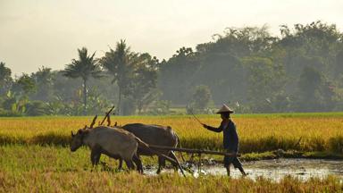 indonesie_java_kalibaru_platteland_ploegen-met-os_boer_landschap_w.jpg