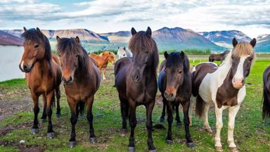 ijsland_skagafjordur_varmahlid_paarden_ijslander_shutterstock