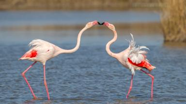 frankrijk_provence_camargues_flamingo_vogel_kusje_GettyImages-539764321