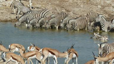 namibie_etosha_waterpoel_1_f.jpg