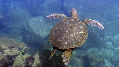 ecuador_galapagos_zee-schildpad_b