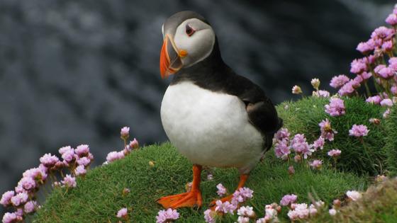 Schotland, Shetland eilanden, papegaaiduiker - GettyImages-462486921
