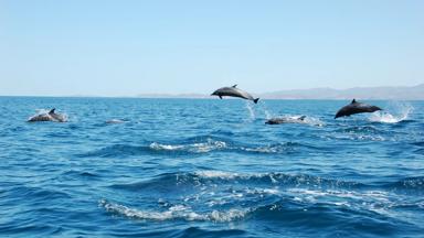 costa rica_guanacaste_samara_dolfijnen_w