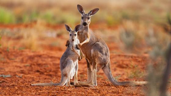 Algemeen-Australië-Kangoeroe-GettyImages-521341208