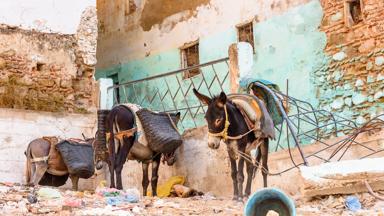 marokko_fez-meknes_moulay-idriss_ezel_straat_shutterstock-421237456