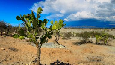 colombia_tatacoa-woestijn_cactus_landschap_shutterstock_352665182