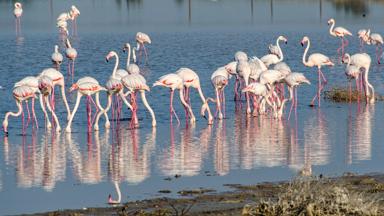 cyprus_akrotiri-salt-lake_dier_flamingo