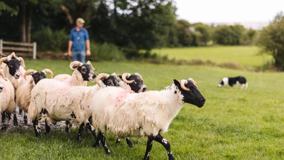 Ierland-County-Sligo-Streedagh-Atlantic-Sheepdogs (5)