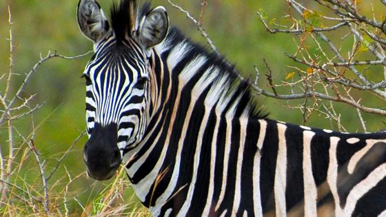 kenia_zebra_2_w.jpg