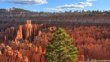 verenigde-staten_utah_bryce-canyon_hoodoos_rotsen_boom_w