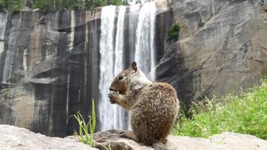 verenigde-staten_californie_yosemite-national-park_waterval_eekhoorn_w