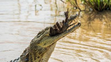Fox_zuid-afrika_kwazulu-natal_kruger-national-park_nkambeni-concession_krokodil_prooi_janneke-kaim-naturescanner