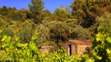 Frankrijk-Occitanie-Languedoc-Aude-wijngaard-Lezignan-Corbieres©CRT Occitanie-G.Deschamps