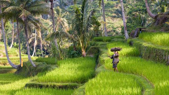 indonesie_balie_rijstveld_local_GettyImages-521726528