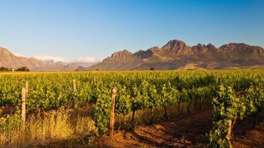 zuid-afrika_west-kaap_stellenbosch_uitzicht_wijn-gaard_2_b