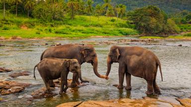 Sri Lanka, Sabaragamuwa, Pinnawala, olifanten - GettyImages-1687973516