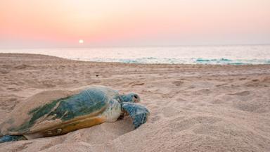 oman_sur_havenstad_zeeschildpad-in-zand_olive-ridley_strand_zonsondergang_b