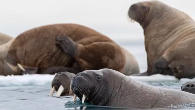 noorwegen_spitsbergen_walrus_dier_zee_GettyImages-1147781505 (2)