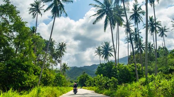 thailand_koh-samui_scooter_weg_palmbomen_shutterstock