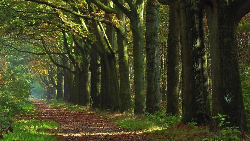 Wandelroutecontroleur: Breda wandelen