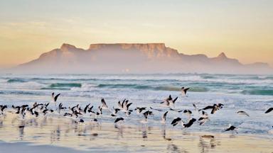 zuid-afrika_kaapstad_strand_baai_tafelberg_natuur_vogels_zee_shutterstock_brochure2020
