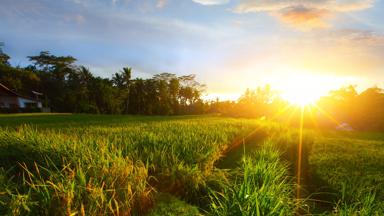 indonesie_bali_ubud_rijstveld_zonsondergang_b.jpg