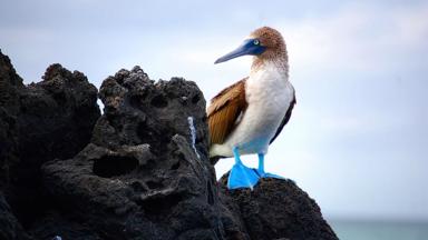 ecuador_galapagos_blauwvoet-jan-van-gent_rots_w