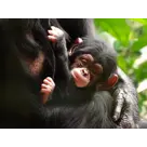 DierenPark Amersfoort Regulier