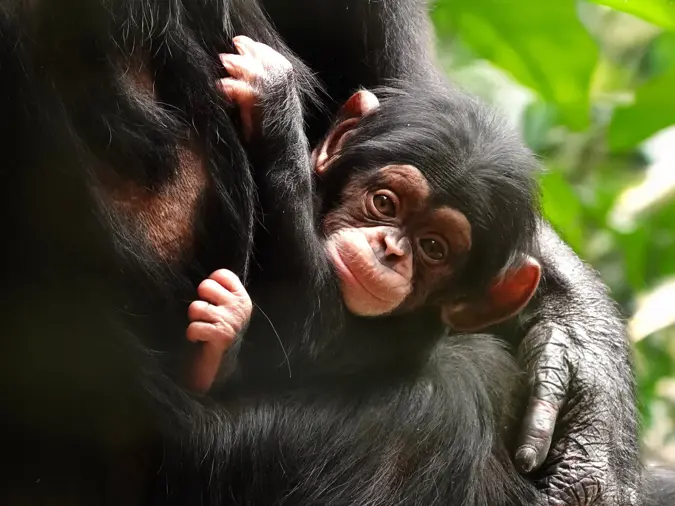 DierenPark Amersfoort Regulier