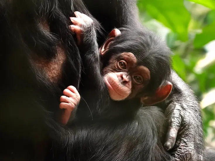 DierenPark Amersfoort Dinsdag Deal