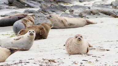 groot-brittannie_schotland-zeehond_visit_scotland