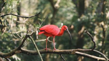 suriname_bigi-pan_vogel_rode-ibis_tak_pixabay